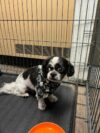 Lost dog found on old tavern road: howell township police seek owner