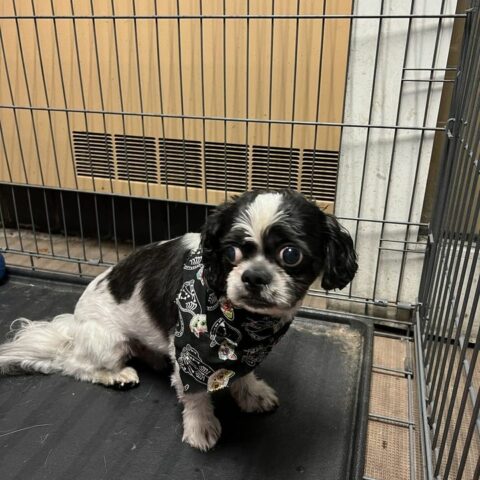 Lost dog found on old tavern road: howell township police seek owner - photo licensed by shore news network.