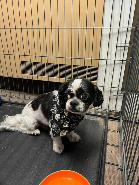 Lost Dog Found on Old Tavern Road: Howell Township Police Seek Owner