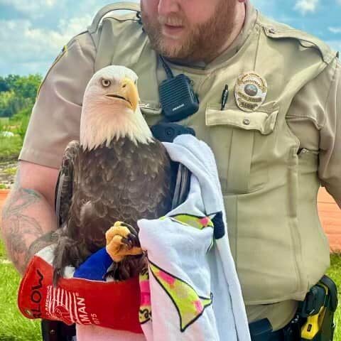 Cop rescues injured bald eagle on 22nd anniversary of sept. 11 attacks - photo licensed by shore news network.