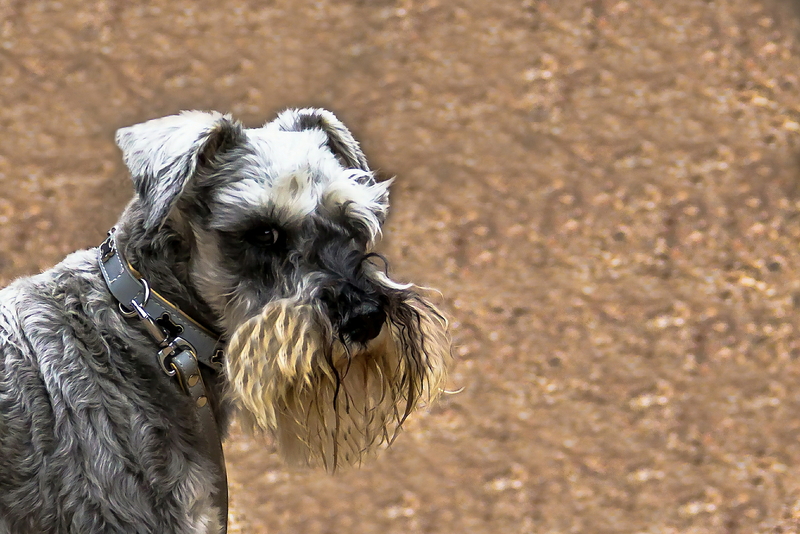 Wall Police Say Pay Attention To Your Dog, Here's Why