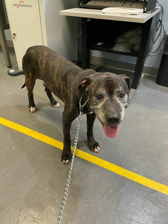 Found Dog Near South and Lincoln Ave East in Cranford