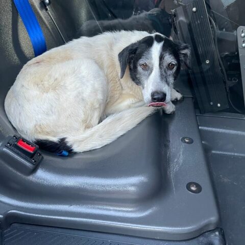 Lost dog found playing in traffic on i-195, safe in robbinsville police custody - photo licensed by shore news network.