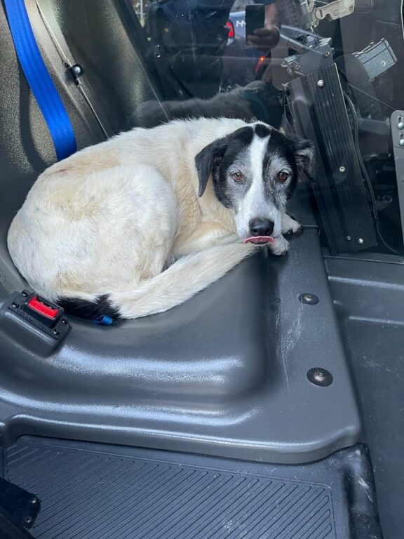 Lost Dog Found Playing in Traffic on I-195, Safe in Robbinsville Police Custody