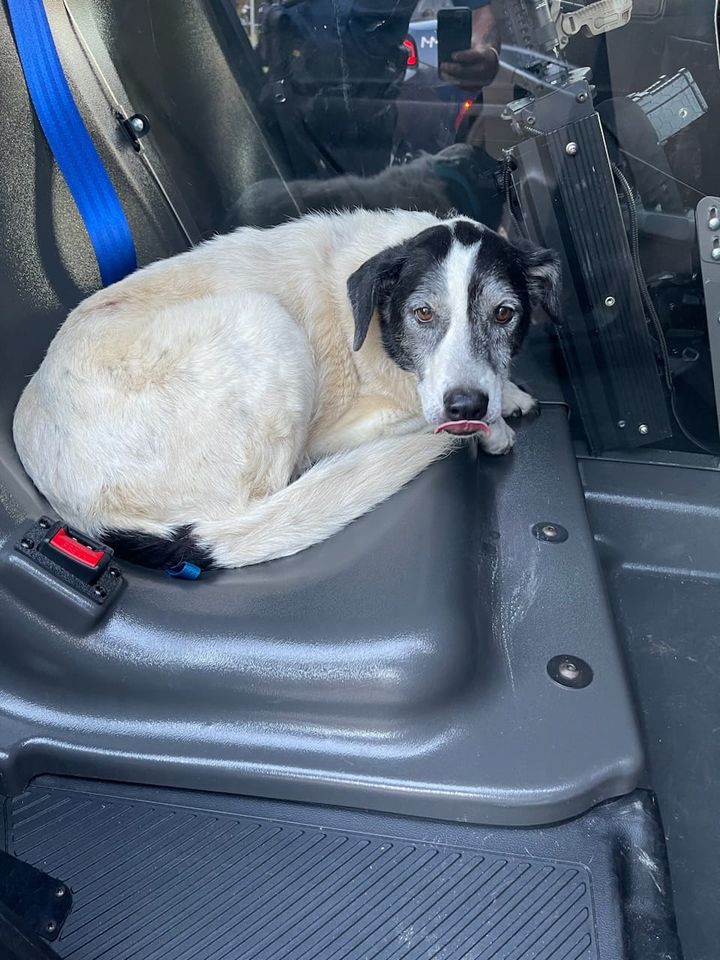 Lost Dog Found Playing in Traffic on I-195, Safe in Robbinsville Police Custody