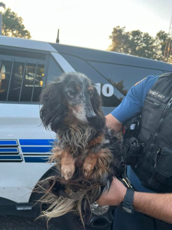 Police Seeking Owner of This Adorable Daschund Found in Paramus