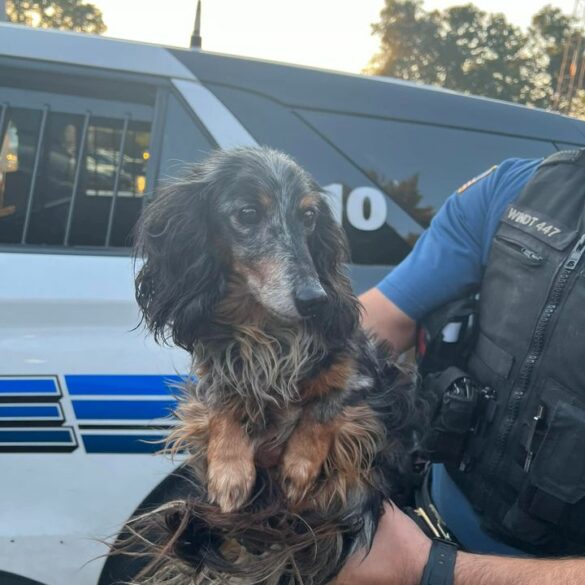 Police seeking owner of this adorable daschund found in paramus - photo licensed by shore news network.