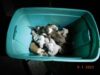 19 pitbull puppies rescued after being dumped in parking lot