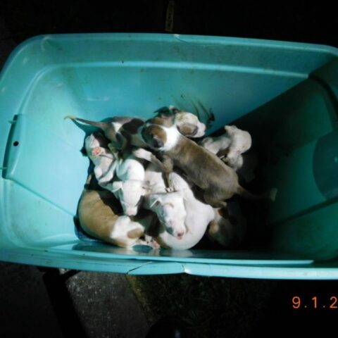 19 pitbull puppies rescued after being dumped in parking lot - photo licensed by shore news network.