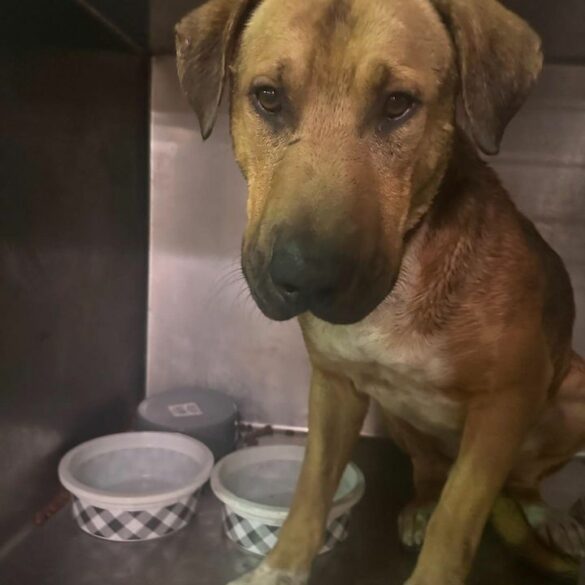 Belleville police seeking owners of found lost dog - photo licensed by shore news network.