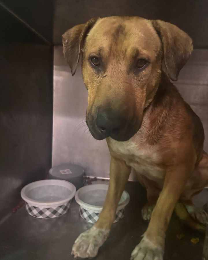 Belleville Police Seeking Owners of Found Lost Dog