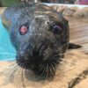 Jersey shore mourns loss of beloved seal who captivated children for decades