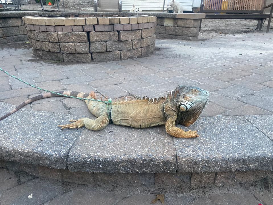 Did You Lose an Iguana? Because the Cops Just Found One
