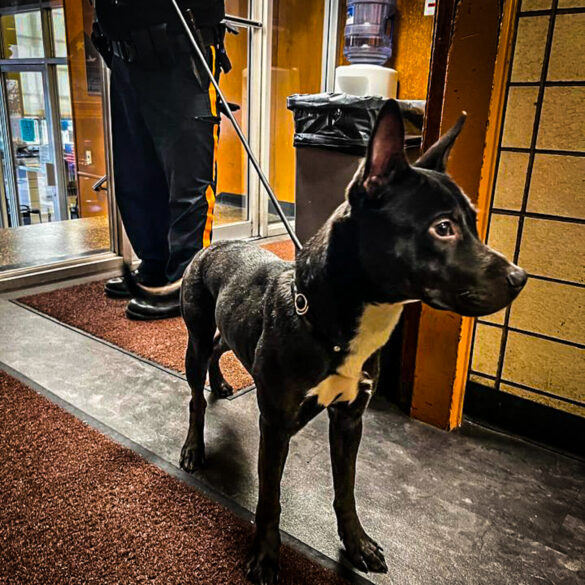 Suspect found wandering streets in custody at hackensack police headquarters - photo licensed by shore news network.