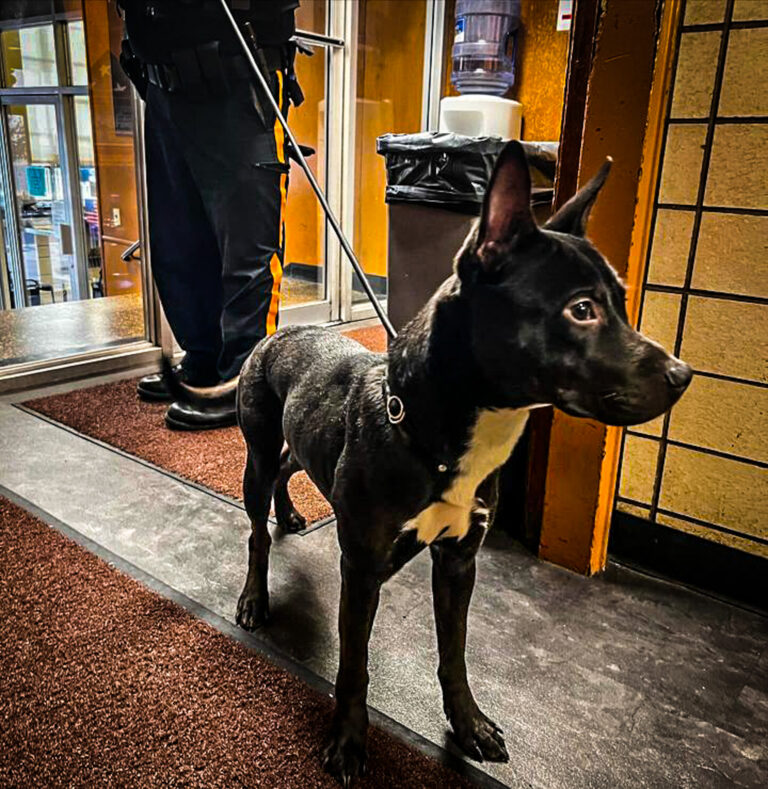 Suspect found wandering streets in custody at hackensack police headquarters - photo licensed by shore news network.