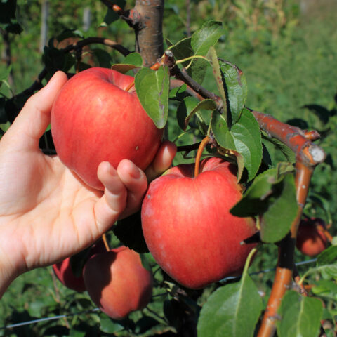 Apple picking in new jersey: a family adventure with tasty rewards - photo licensed by shore news network.