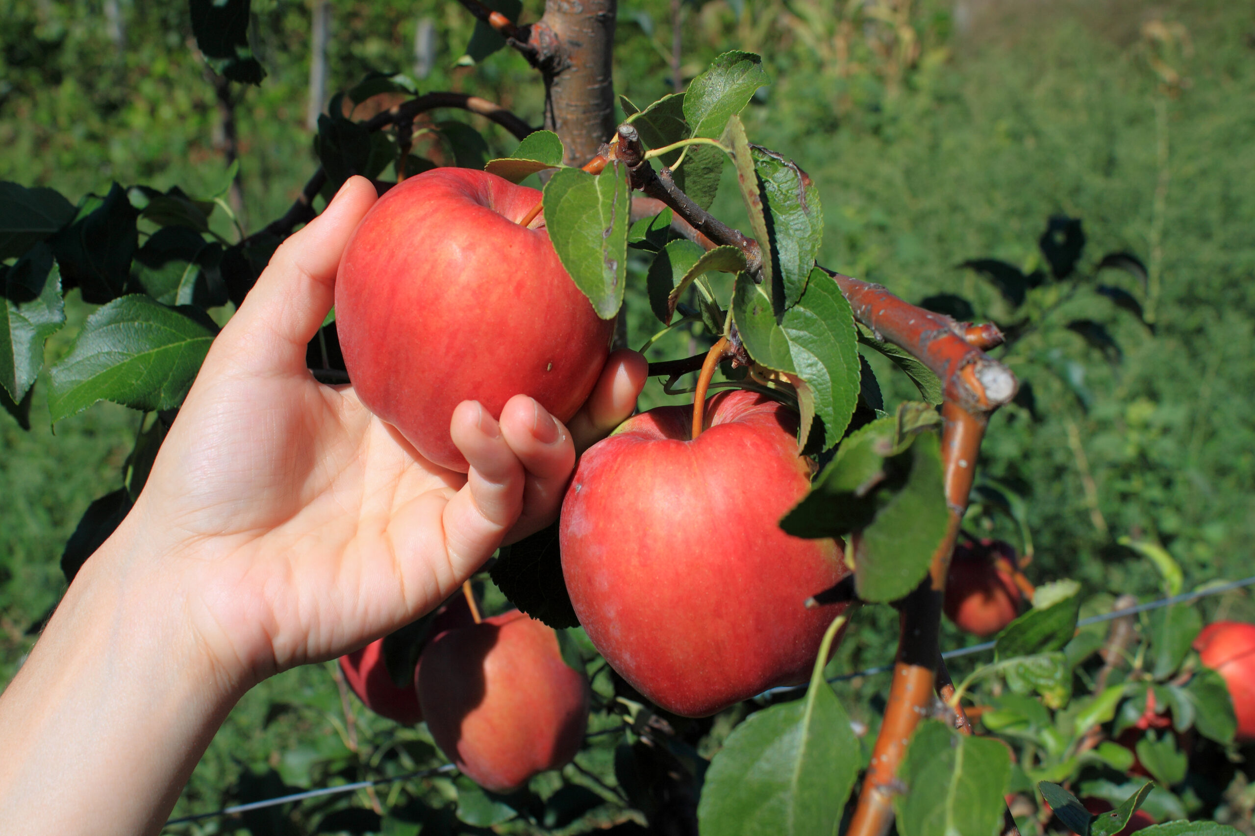 Apple Picking in New Jersey: A Family Adventure With Tasty Rewards