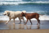 As summer ends, more new jersey beaches become dog friendly