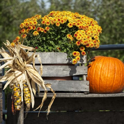 Verona's annual falloween festival promises fun and frights for all ages - photo licensed by shore news network.
