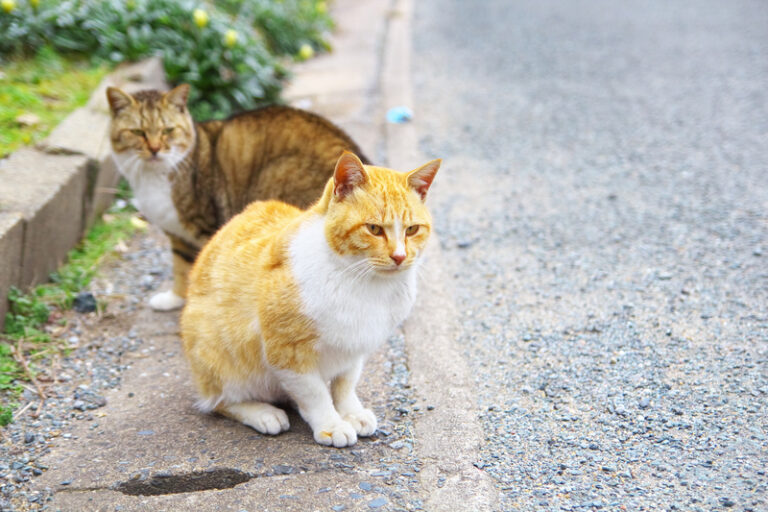 Belleville launches tnr program to manage feral cat populations - photo licensed by shore news network.