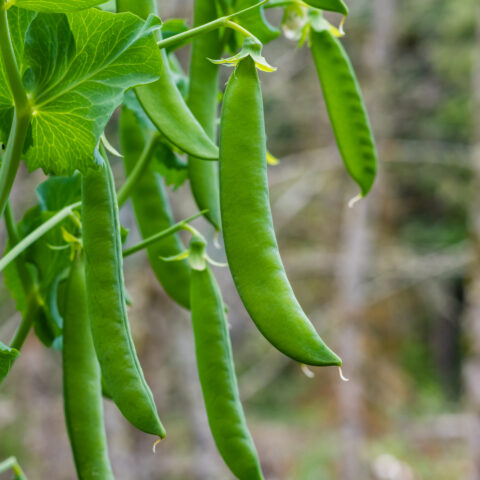 What to plant in september for your new jersey fall vegetable garden - photo licensed by shore news network.