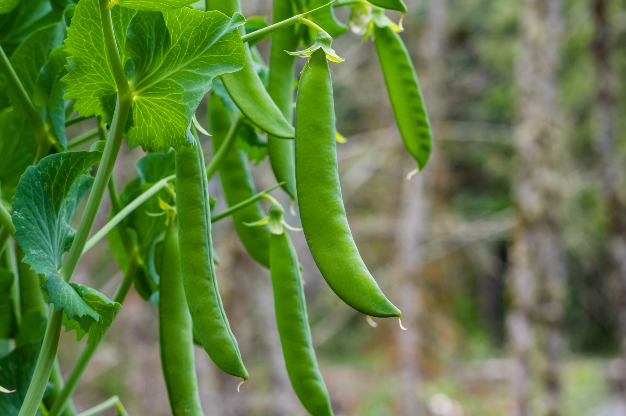 What to plant in September for your New Jersey Fall Vegetable Garden