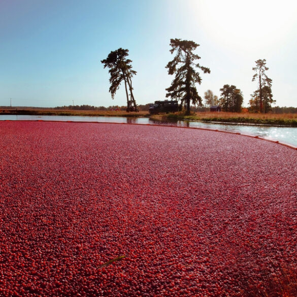 The legacy of the cranberry: unveiling its importance in new jersey's culture and history - photo licensed by shore news network.