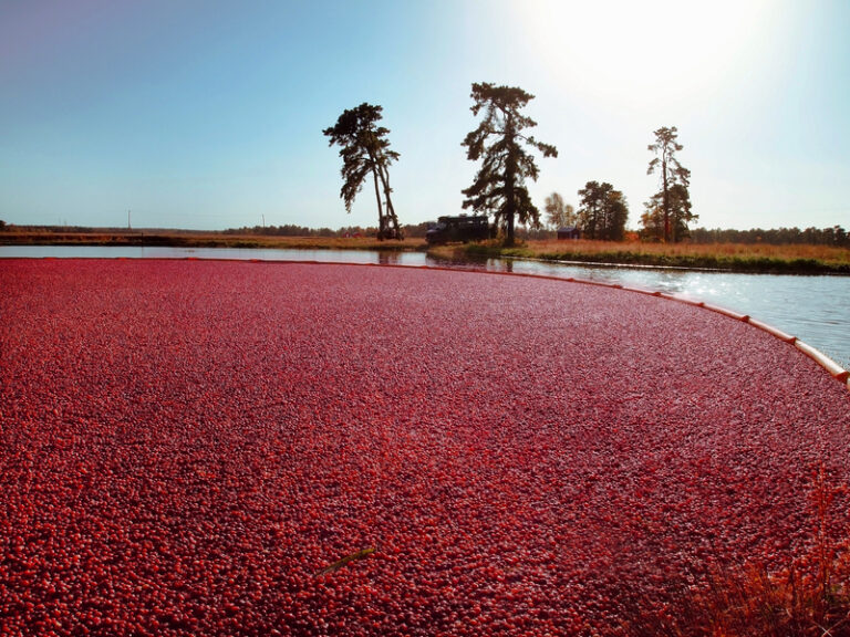 The legacy of the cranberry: unveiling its importance in new jersey's culture and history - photo licensed by shore news network.