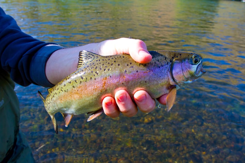 New Jersey to stock 4,500 rainbow trout in 18 lakes and ponds ahead of Thanksgiving