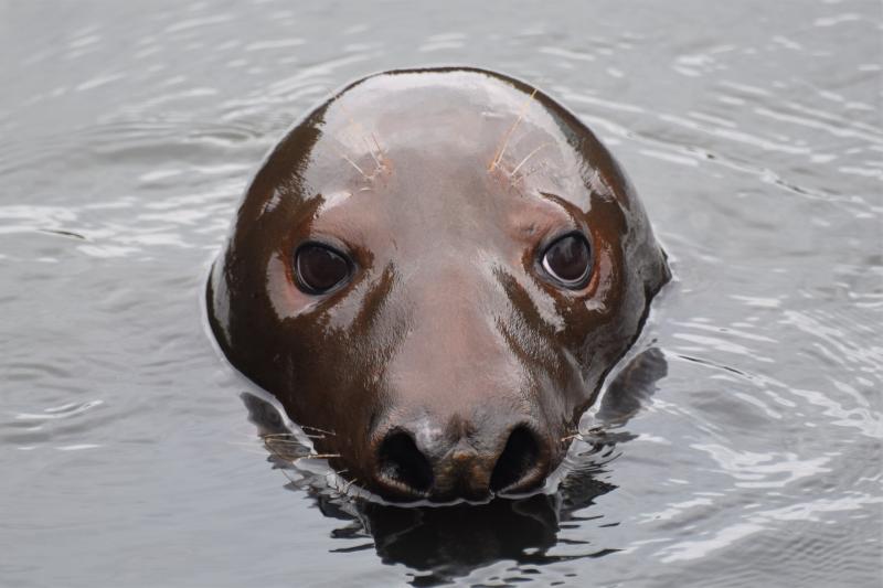 Seal Lost in Massachusetts Pond Gets New Lease on Life