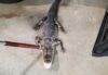 North jersey police capture alligator wandering around neighborhood