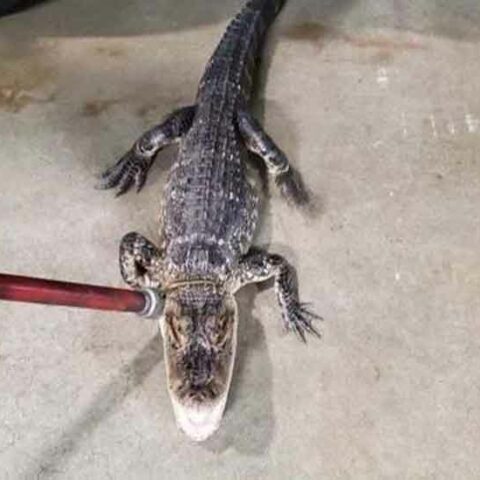 North jersey police capture alligator wandering around neighborhood - photo licensed by shore news network.