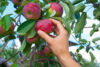 Apple picking: a core fall tradition in new jersey