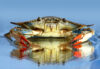New jersey's blue crab record mired in controversy, here's why