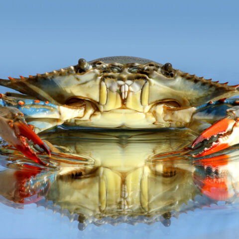 New jersey's blue crab record mired in controversy, here's why - photo licensed by shore news network.