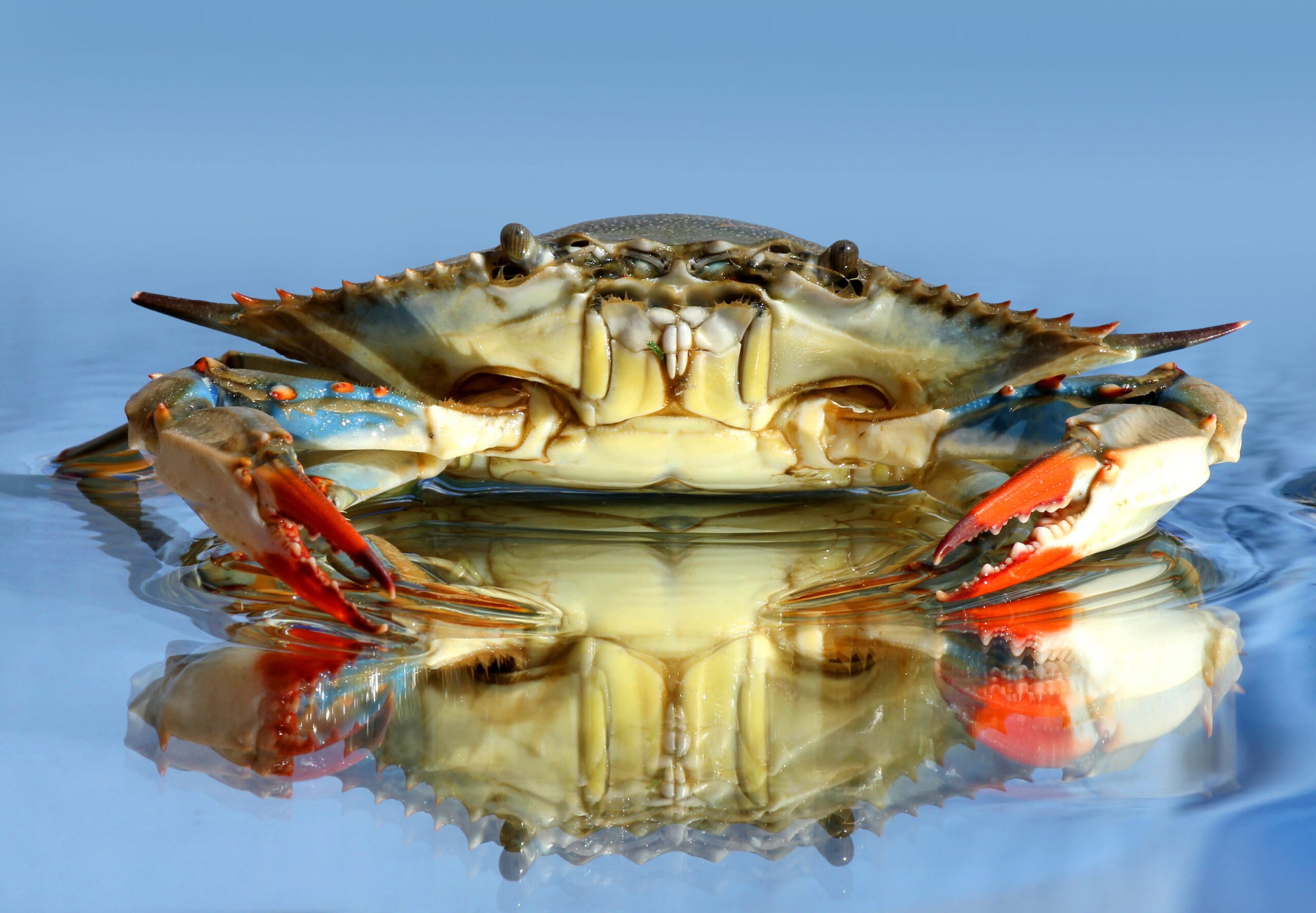 New Jersey's Blue Crab Record Mired in Controversy, Here's Why