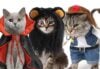 It's time to start thinking about your cat's halloween costume