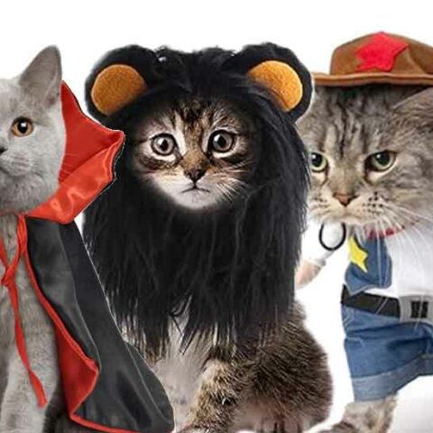It's time to start thinking about your cat's halloween costume - photo licensed by shore news network.