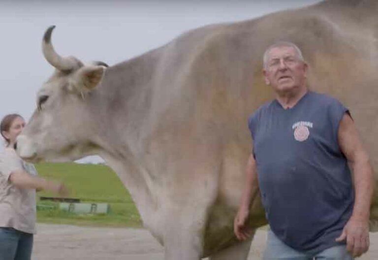 Holy cow! Massachusetts steer breaks guinness world record in height - photo licensed by shore news network.