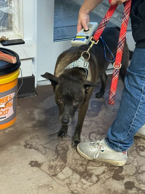 Howell Police Detain Loiterer, Seeking Assistance in Finding Owner