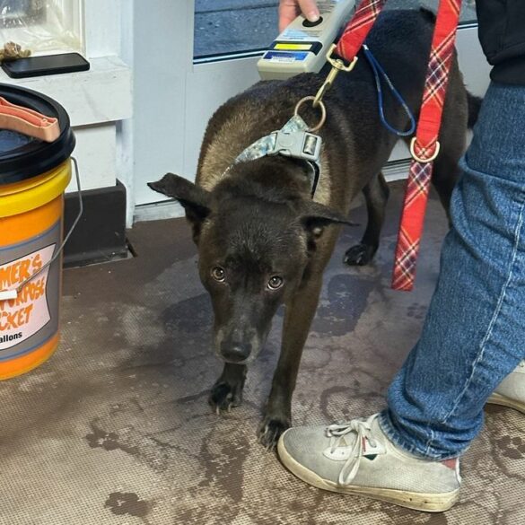 Howell police detain loiterer, seeking assistance in finding owner - photo licensed by shore news network.