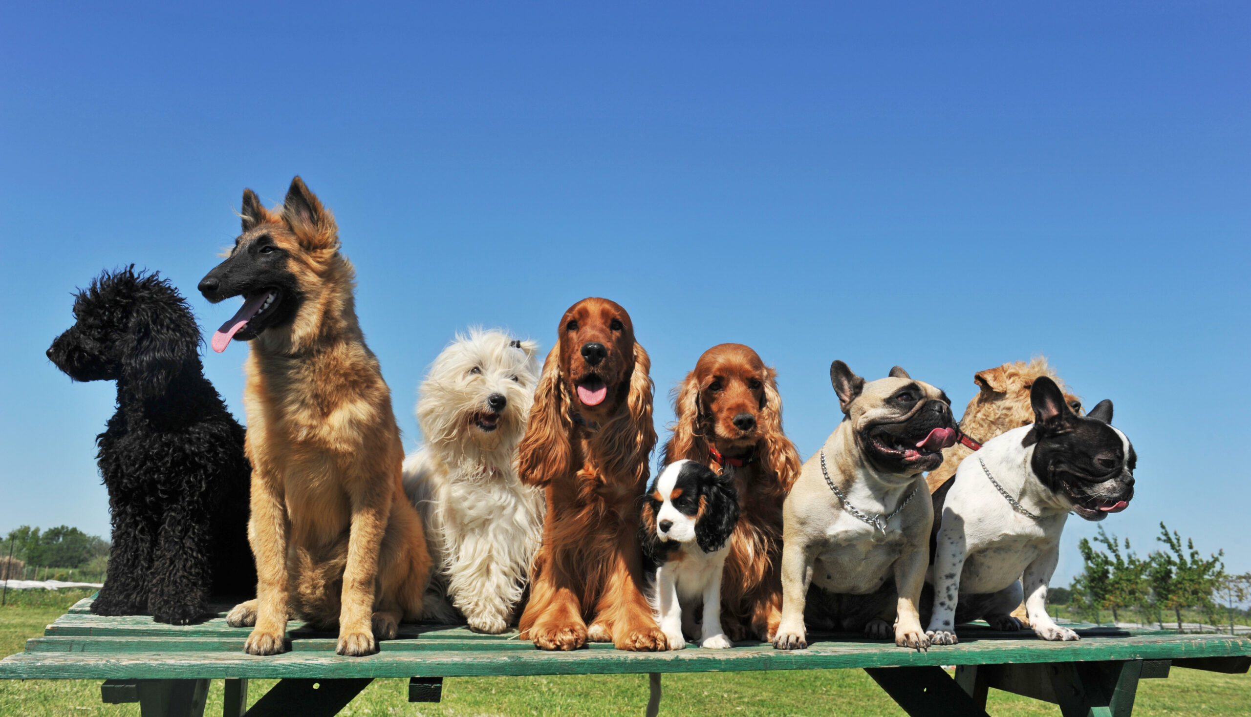Don't Miss the Pet Palooza Street Fest Today