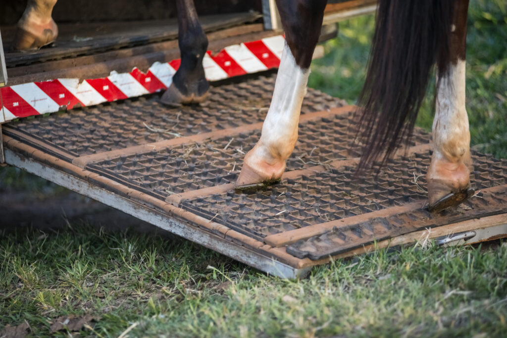 Two Horses Dead in New Jersey Trailer Crash