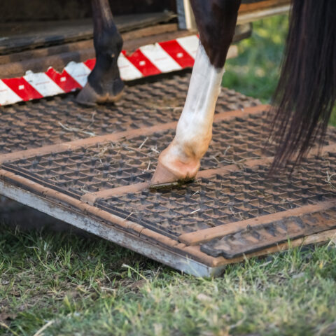 Two horses dead in new jersey trailer crash - photo licensed by shore news network.
