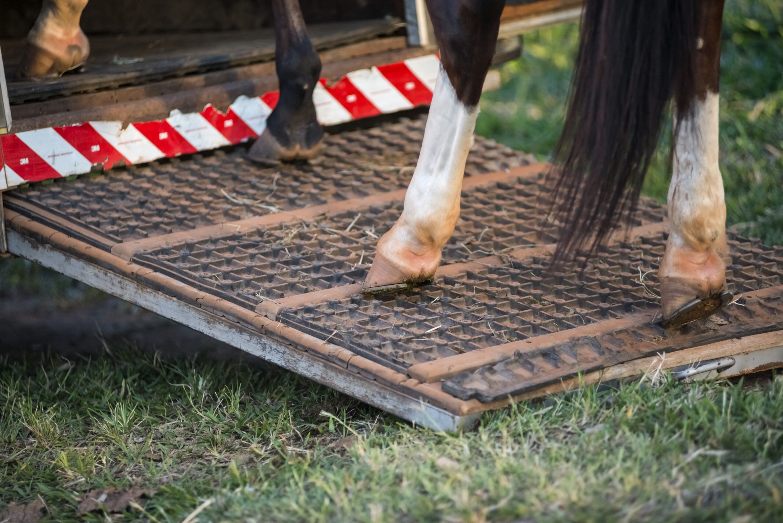 Two Horses Dead in New Jersey Trailer Crash