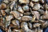 The jersey shore oyster industry from farming to eating the pearl of the garden state