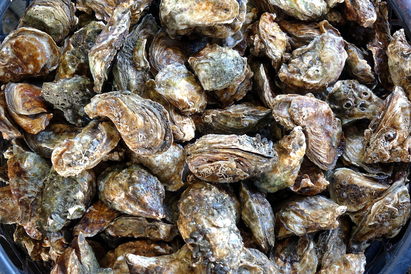 The Jersey Shore Oyster Industry From Farming to Eating the Pearl of the Garden State