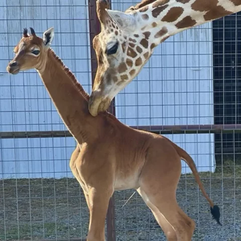 Unique spotless giraffe born at brights zoo in tennessee - photo licensed by shore news network.