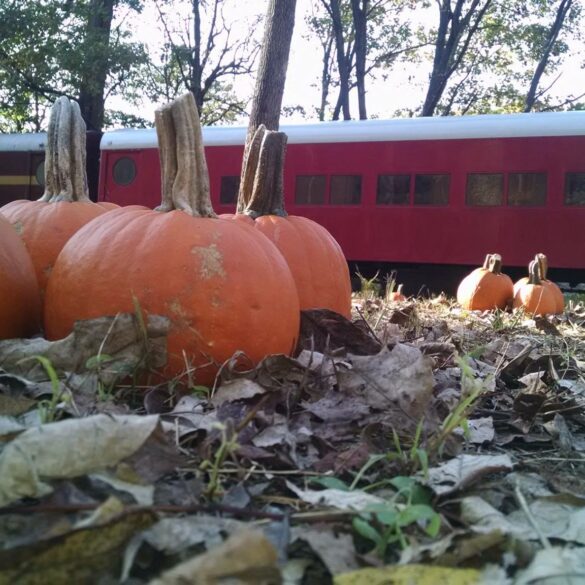 Great pumpkin train offers unique fall experience with corn maze and mining tours - photo licensed by shore news network.