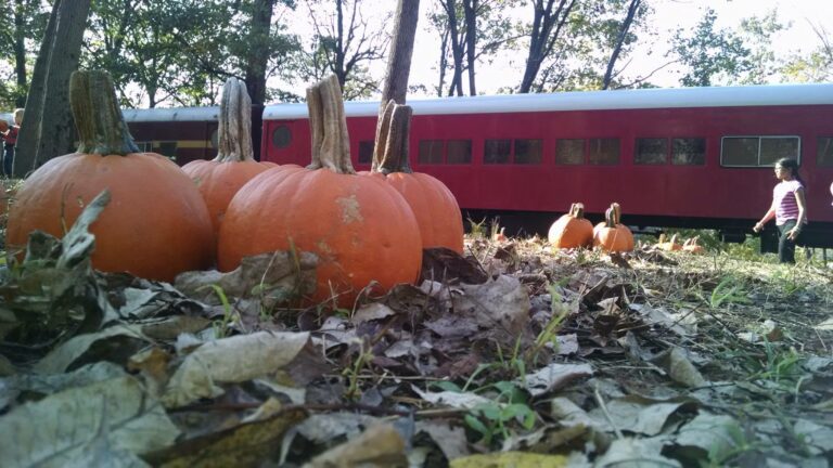 Great pumpkin train offers unique fall experience with corn maze and mining tours - photo licensed by shore news network.